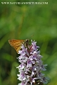 large skipper butterfly-3